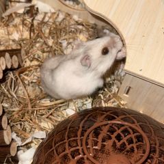 Winter White hamster for adoption