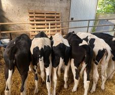 Fresian heiffer calves