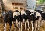Fresian heiffer calves