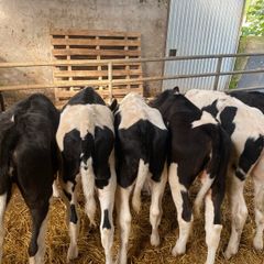 Fresian heiffer calves