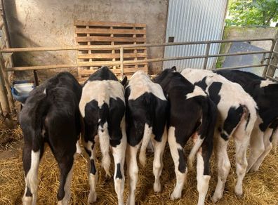 Fresian heiffer calves