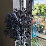 Tradescantia Zebrina Image 3