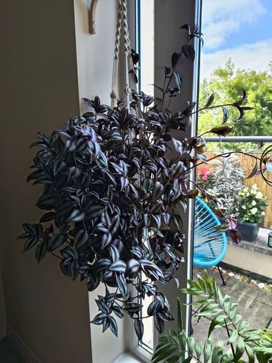 Tradescantia Zebrina