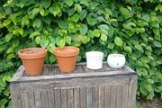 garden pot