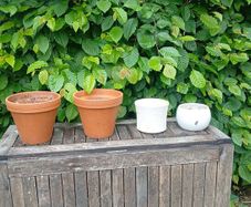garden pot