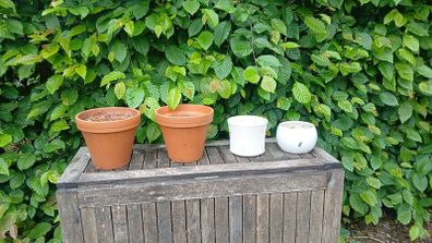 garden pot