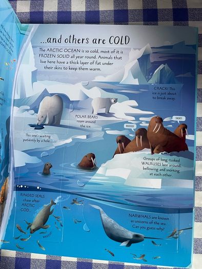Usborne - Lift the flaps - See Inside Oceans - Brand new