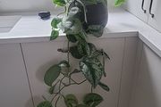 Scindapsus Trebie planter