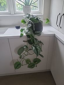 Scindapsus Trebie planter
