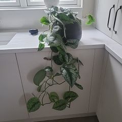 Scindapsus Trebie planter