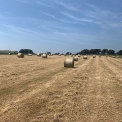 Round bales of hay