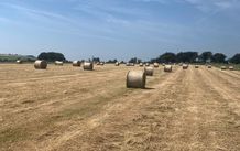 Round bales of hay