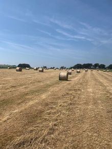 Round bales of hay
