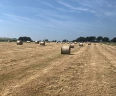 Round bales of hay