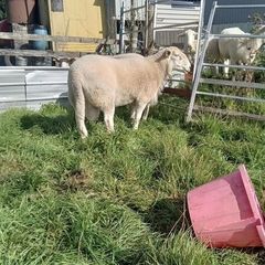 Easycare  for sale
