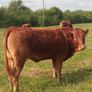 Organic weanlings Image 2