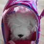 Pet carrier bag & Dog Image 2