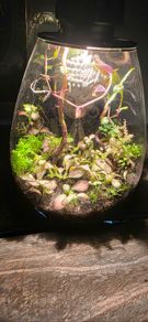 mini terrarium app controlled