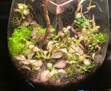 mini terrarium app controlled