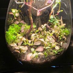 mini terrarium app controlled