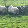 Hoggets Image 4
