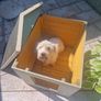 DOG BOX, small/medium Image 3
