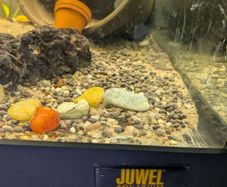 Juwel Aquarium