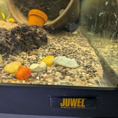 Juwel Aquarium