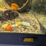 Juwel fish tank Image 2