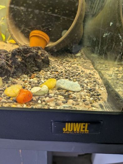 Juwel fish tank