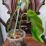 No.5 Monstera Green On Green sell as is Image 4