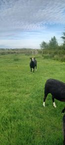 Zwartble Ewes