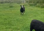Zwartble Ewes