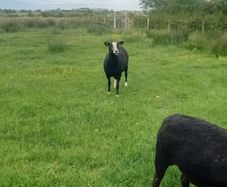 Zwartble Ewes