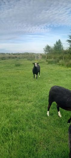 Zwartble Ewes