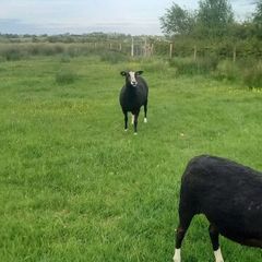 Zwartble Ewes