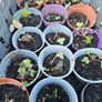organic strawberry plants Image 6