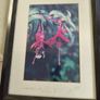 Fremed Print of Wield Fuchsia and Bee signed 40/100 lmited edditions Image 2