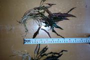 Aquarium plants