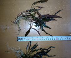 Aquarium plants