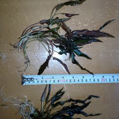 Aquarium plants