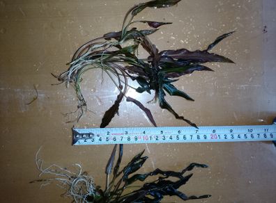 Aquarium plants