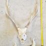 Taxidermy: Real natural deer antlers on skull Image 4