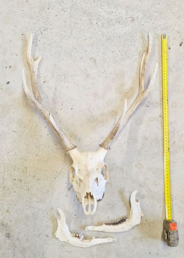 Taxidermy: Real natural deer antlers on skull