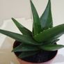 Succulent Image 3