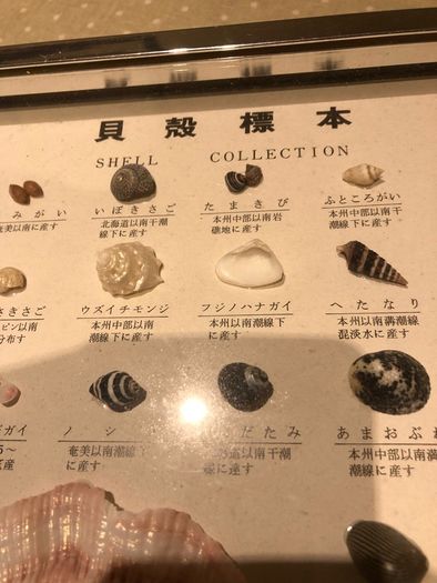 sea shell collection