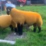 Suffolk Ram lambs Image 3