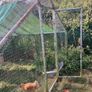 chicken coup and enclosure Image 4