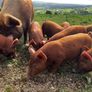 Organic Tamworth Weaner Piglets Image 3