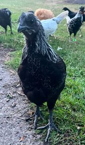 Ayam cemani rooster for sale